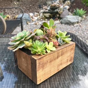 Cissy's Succulents - San Diego Handmade crafts and gifts