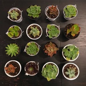 Cissy's Succulents - San Diego Handmade crafts and gifts